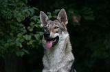CHIEN-LOUP TCHEQUE 280